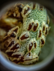 Sphaeropteris lepifera