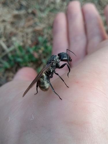 Shimmering Golden Sugar ant