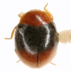 Scymnus nemorivagus