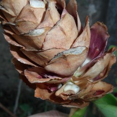 Costus atlanticus
