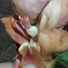 Costus atlanticus