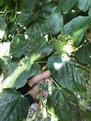 Paracercosporidium microsorum