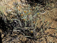 Pentzia