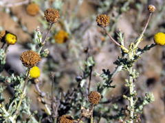 Pentzia