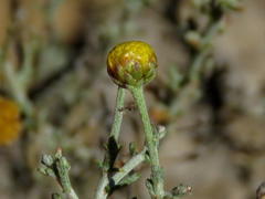 Pentzia