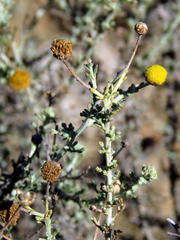 Pentzia