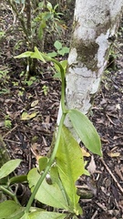 Vanilla planifolia