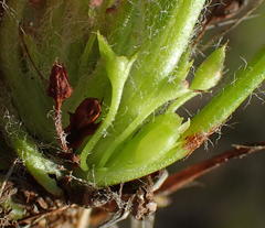 Centella longifolia