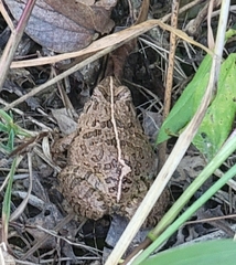 Fejervarya multistriata