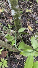 Vanilla planifolia