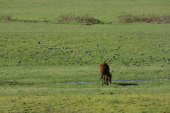 Vanellus chilensis chilensis