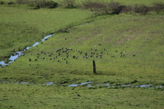 Vanellus chilensis chilensis