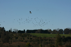 Vanellus chilensis chilensis