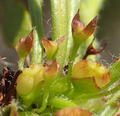 Centella longifolia
