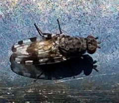 Pseudotephritis