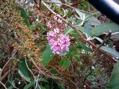 Buddleja davidii