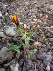 Helminthotheca echioides