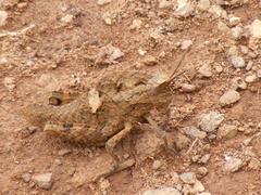 Lobosceliana