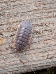 Porcellio scaber