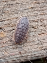 Porcellio scaber