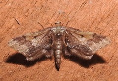 Image of Idaea furciferata