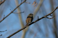 Colorhamphus parvirostris
