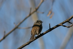 Colorhamphus parvirostris