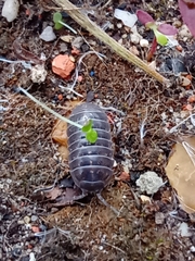 Armadillidium vulgare
