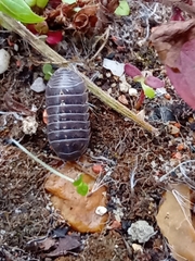 Armadillidium vulgare