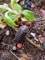 Armadillidium vulgare
