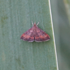 Pyrausta rubricalis