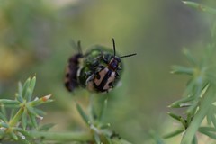 Crioceris paracenthesis