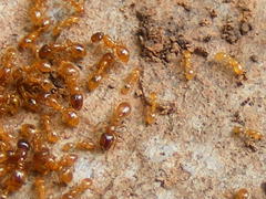 Solenopsis punctaticeps