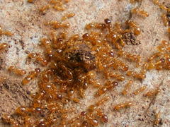 Solenopsis punctaticeps