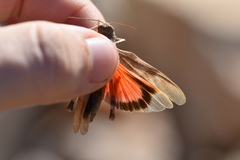 Oedipoda germanica meridionalis