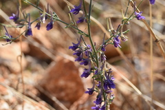 Delphinium peregrinum