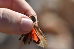Oedipoda germanica meridionalis