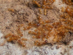 Solenopsis punctaticeps