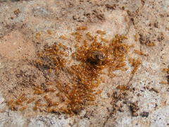 Solenopsis punctaticeps