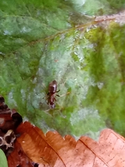 Lasius