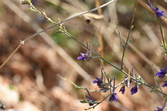Delphinium peregrinum