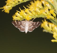 Hymenia