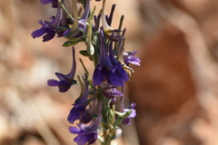 Delphinium peregrinum