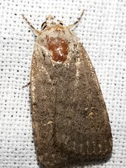 Caradrina flavirena