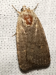 Caradrina flavirena