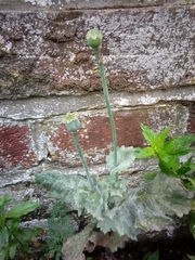 Papaver somniferum
