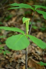Arisaema triphyllum
