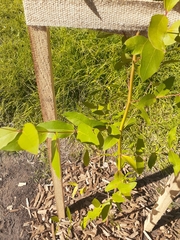 Eucalyptus yarraensis