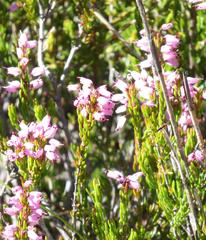 Erica nudiflora