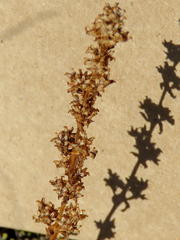 Crassula capitella capitella